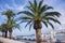 Seafront with palm trees, moored boats and cars in Bari, Italy. Italian southern nature landscape. Meditarrenean port.