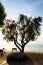 Seafront promenade in Bardolino on Lake Garda, with trees and flowers in the sunset