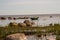 Seafront with seaweed and tethered boat