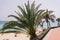 seafront woth palms and crowd sand beach with people. Morro Jable. Fuerteventura