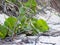 Seagrape on a beach dune. Coccoloba uvifera with dry palm fronds and roots on beach sand. Beach plants