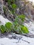 Seagrape on a beach dune. Coccoloba uvifera with dry palm fronds and roots on beach sand. Beach plants