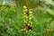 Seagrape Coccoloba uvifera fruit closeup, green - Topeekeegee Yugnee TY Park, Hollywood, Florida, USA