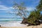 Seagrape tree leaning over the sea on a beach