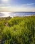 Seagrass on the beach with Baltic Sea in the background