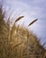 Seagrass at the dunes of the Baltic Sea in Germany