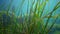 Seagrass, Dwarf eelgrass Zostera noltei at the bottom in the sea bay of the Black Sea