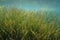 Seagrass little neptune grass Cymodocea nodosa