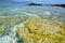 Seagrass near the Elafonisi beach on the island of Crete