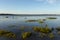 Seagrass and rocks in the St. Lawrence River with Canada geese and gulls resting and feeding