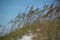 Seagrass on a sand dune