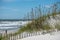 Seagrass on a sand dune with a beach background