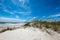 Seagrass on a sand dune with a beach background