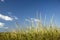 Seagrass on a sandune