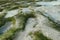 Seagrass on shoreline of the sea at low tide during sunset, Lombok, Indonesia. Lonely beach with white sand and seaweed