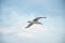 Seagul against a beautiful sky with clouds