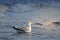 Seagul in the baltic sea