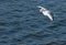 Seagul bathing