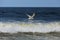 Seagul blue ocean. A gull flies over the blue ocean