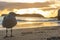 Seagul closeup standing in front of smiling sphinx rock at cathedral cove beach in hahei, coromandel, new zealand