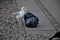 SEAGUL AND CROW SEEK FOOD FROM WASTE IN CAPITAL