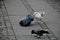SEAGUL AND CROW SEEK FOOD FROM WASTE IN CAPITAL