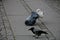 SEAGUL AND CROW SEEK FOOD FROM WASTE IN CAPITAL