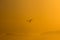 Seagul flying during a beautiful orange sunset