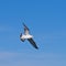 Seagul flying at the blue sky