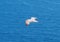 Seagul flying over the sea near the mountains