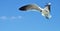 Seagul flying on the shoreline