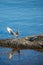 Seagul landing on a sea rock with blue water around