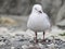 Seagul in New Zeland.