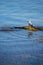 Seagul resting on a sea rock and blue water