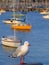 Seagul and sailboats