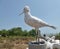 Seagul salt sculpture