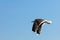 Seagul seaside bird on blue sky background