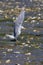 seagul standing on low tide beach with open wing span