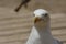 A seagul in Torrevieja Alicante 17