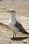 A seagul in Torrevieja Alicante 18