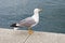 Seagull