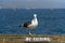 Seagull Above A No Fishing Sign in Santa Barbara, California