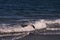 Seagull above the ocean waves