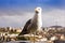 Seagull above Porto city