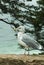 Seagull, Acadia National Park, Maine