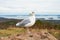 Seagull at Acadia National Park, Maine