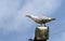Seagull, adult perched on a light pole