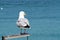 Seagull, adult perched on a metal structure.