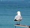 Seagull, adult perched on a metal structure.