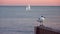 Seagull against the background of the sea with a sailboat.